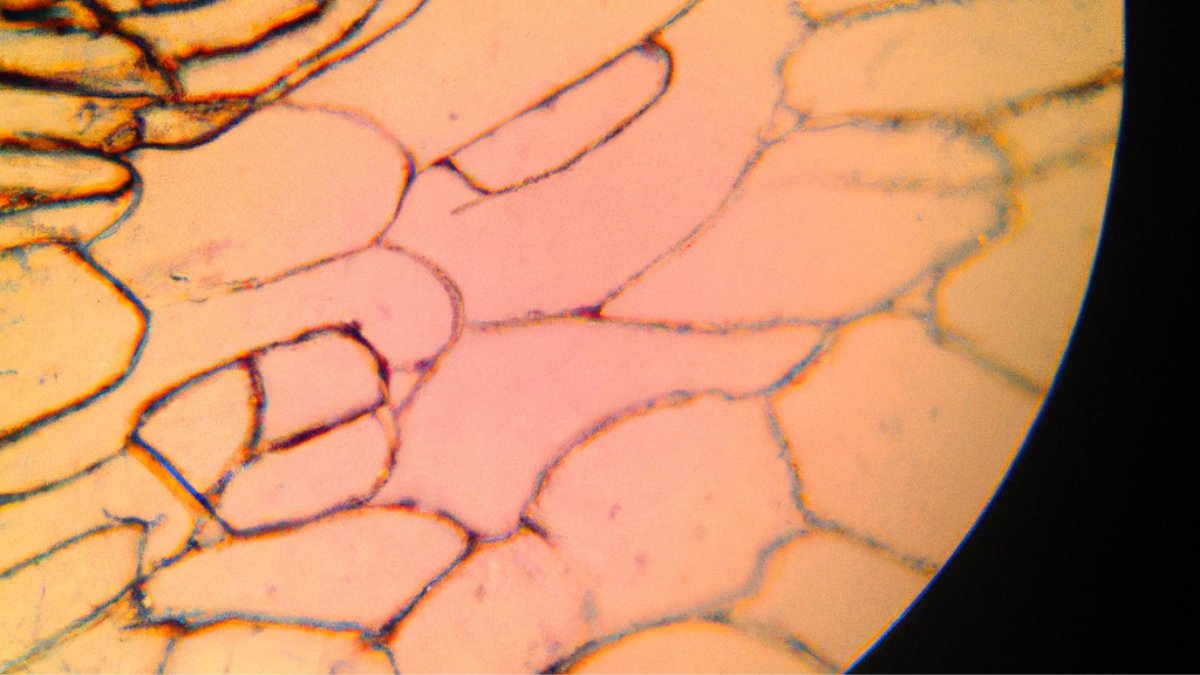 Unlocking Healing Wonders: Photobiomodulation and its Role in Wound Healing and Regenerative Medicine - Lumaflex