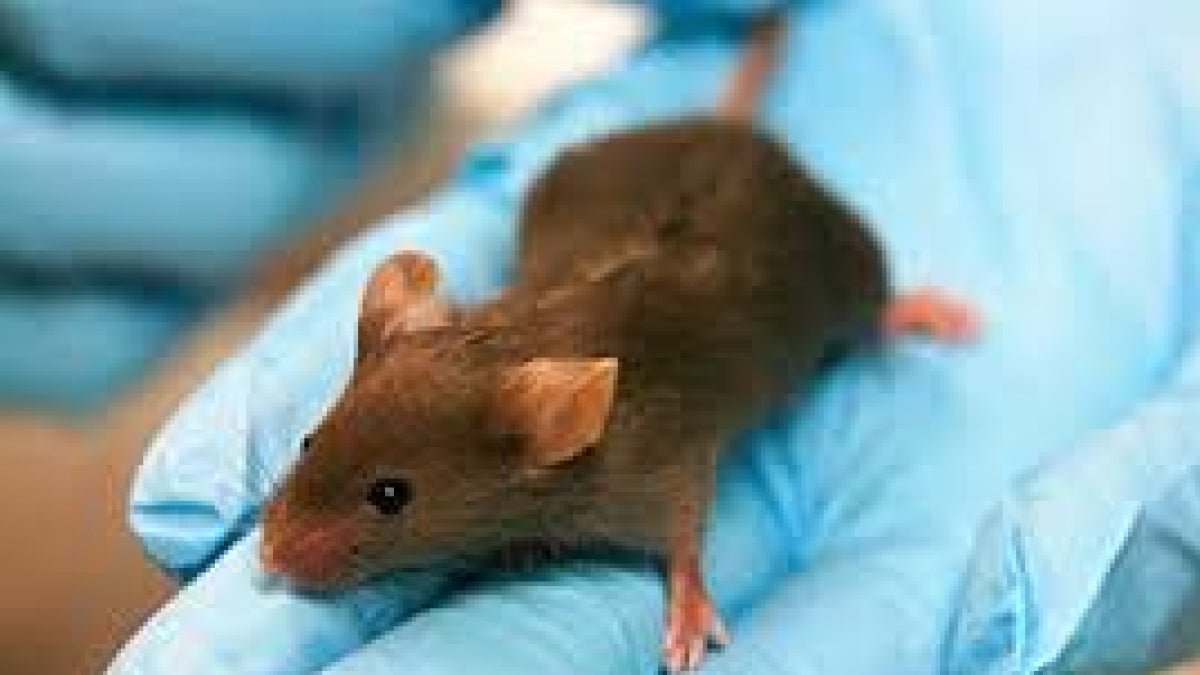 Development and Characterization of An Injury-free Model of Functional Pain in Rats by Exposure to Red Light - Lumaflex