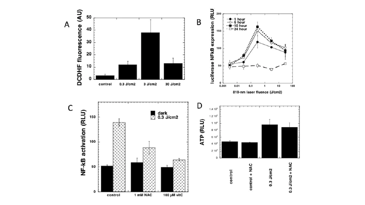 Enhancing Athletic Performance: The Role of Red and Near-Infrared Light Therapy