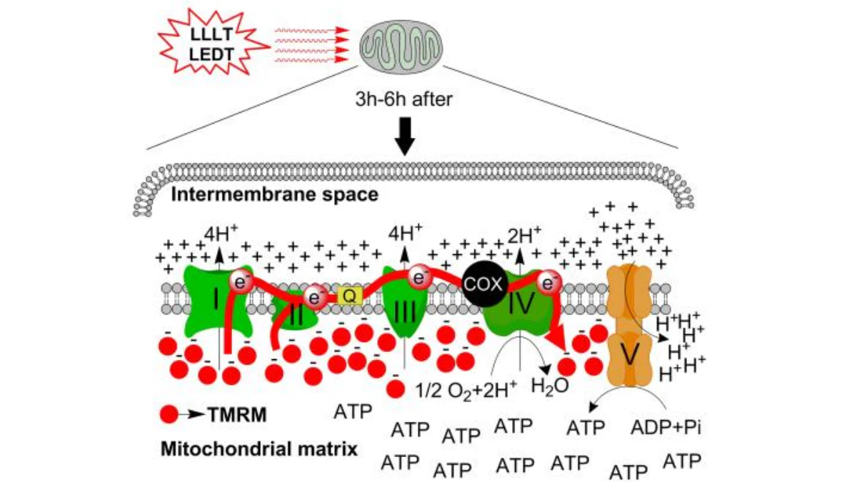 Accelerating Wound Healing