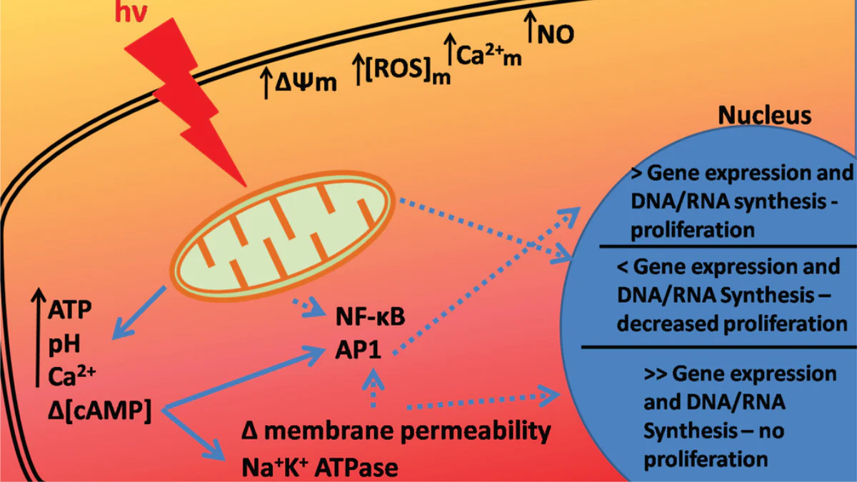 The Impact of Photobiomodulation