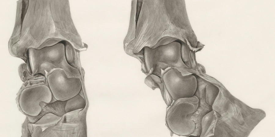 Light Therapy for Knee Osteoarthritis in Elderly Patients