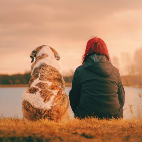 Red Light Therapy for Dogs 101: Health Benefits Explained - Lumaflex