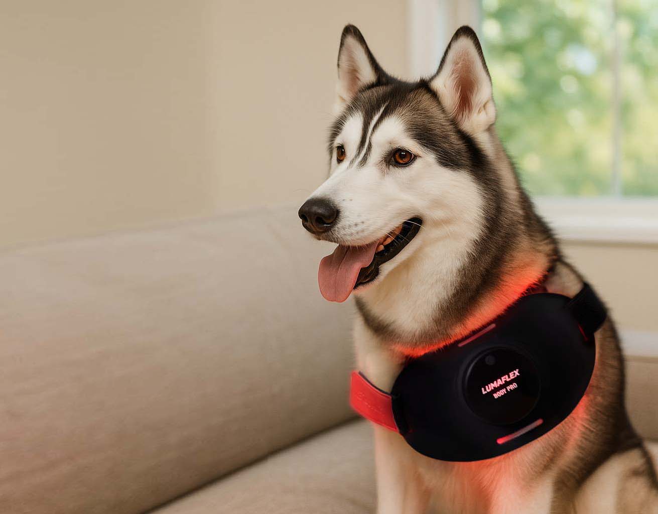 Red Light Wavelength for Dogs in 5 Easy Steps - Lumaflex