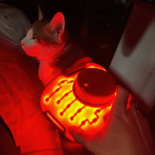 Red Light Therapy for Cats: How Long Does Red Light Therapy Take to Work? - Lumaflex