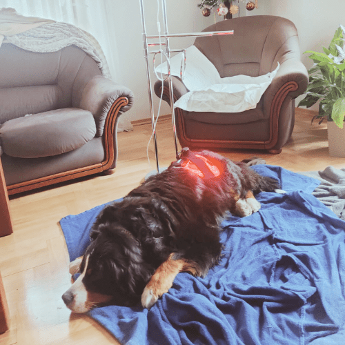Comfort for Canine and Feline Paws: Red Light Therapy for Neuropathy Relief - Lumaflex